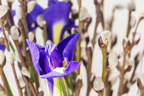 Spring willow tree in bloom with iris flowers bouquet. Pussy willow twigs w.. Stock Photos
