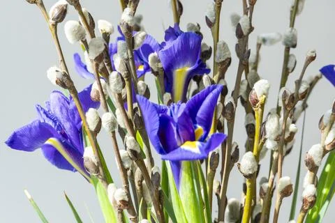 Spring willow tree in bloom with iris flowers bouquet. Pussy willow twigs w.. Stock Photos
