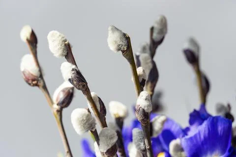 Spring willow tree in bloom with iris flowers bouquet. Pussy willow twigs w.. Stock Photos