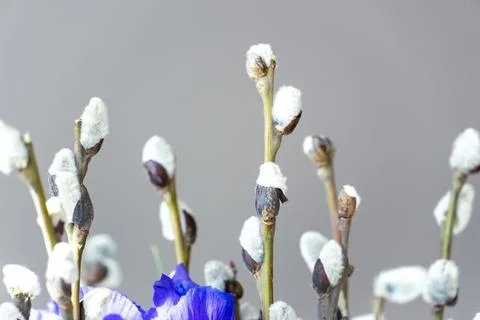 Spring willow tree in bloom with iris flowers bouquet. Pussy willow twigs w.. Stock Photos