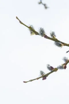 In the spring the willow tree bloomed in the garden and the snow fell Stock Photos