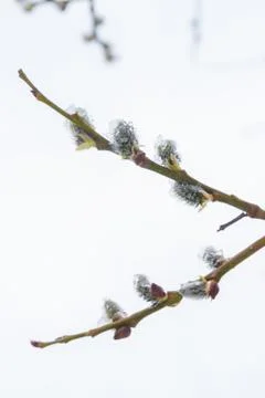 In the spring the willow tree bloomed in the garden and the snow fell Stock Photos