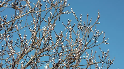 Spring willow tree branches with fluffy catkins against blue sky 스톡 동영상 331320884