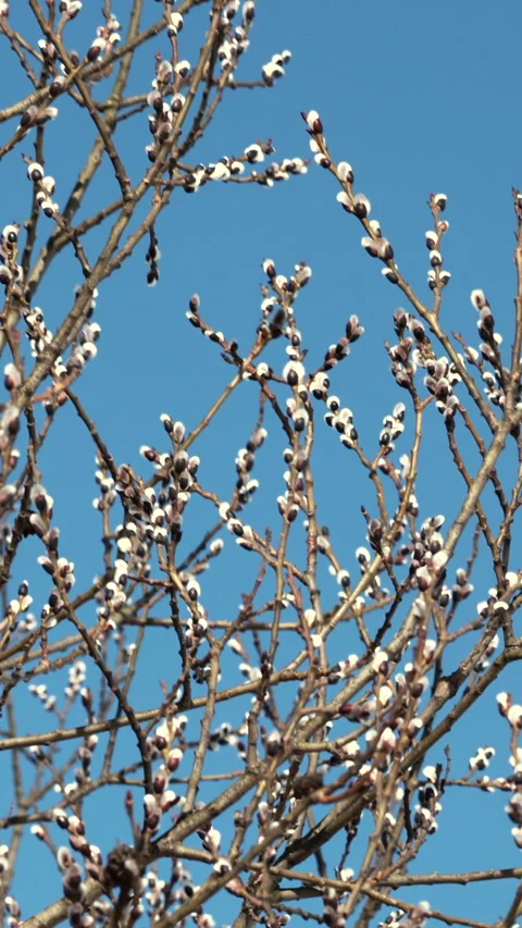 Spring willow tree branches with fluffy catkins against blue sky. Vertical 動画素材 331851151
