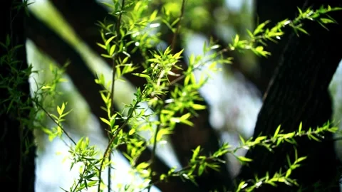 Spring willow tree - leaves fluttering in the wind - growth of new branches  Vídeo Stock 257287559