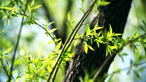 In the spring, the willow trees flutter in the wind - the leaves give rise t Stock Footage 257287607
