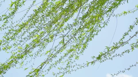 In spring, the willow trees sprout and sway in the wind Video stock 257288974