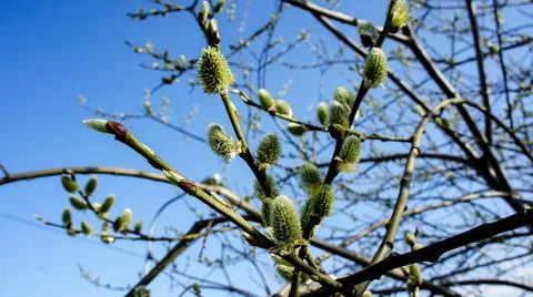 Spring willow twig in bloom on a background of clear blue sky Stock Photos