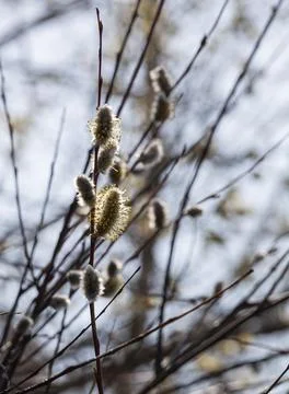 Spring willows against the sky Stock Photos