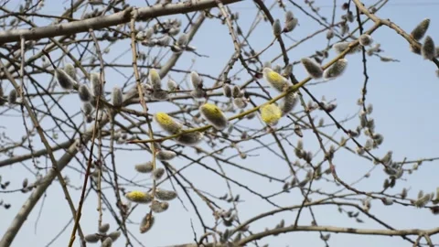 In spring, willows bloom against the blue sky Stock Footage 152811601