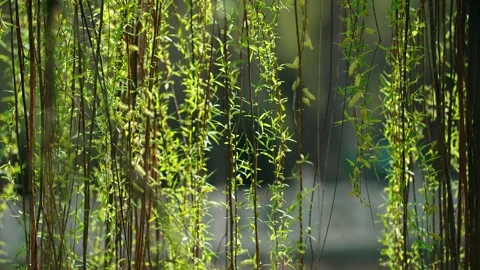 In spring, willows sprout and willow grow new leaves Vídeo Stock 256899743