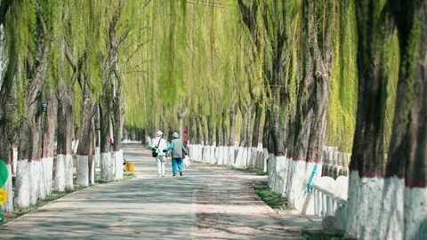 In spring, willows sprout, willow flutters, old people walk Stock Footage 256899724