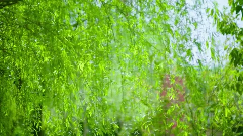 Spring Willows Swaying Gracefully In The Wind 4K Stock Footage 341863043