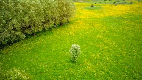 Spring wind and flowers Stock Footage 75859812