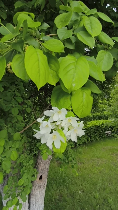 In the spring wind Apple tree branch with white flowers swaying Stock Footage 335456995
