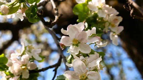 Spring wind blowes the flowering apple tree branch Stock Footage 130013217