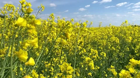 Spring wind blows bright yellow blooming rape flowers Stock Footage 132687979