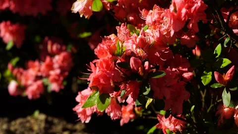 Spring wind in the garden Stock Footage 272636722