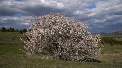 Spring wind gently moving the flowering wild plum tree Video stock 333640105