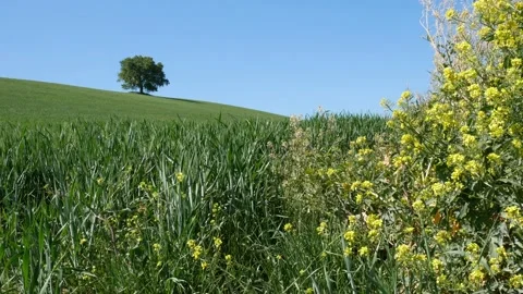A spring wind moves the still green wheat Stock Footage 187736709