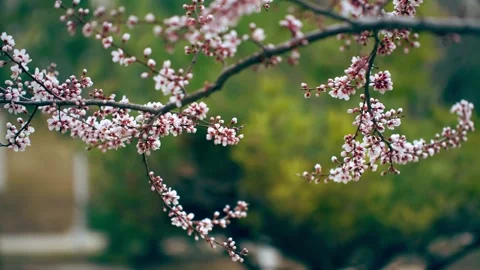 In the spring wind, the peach blossoms are waiting to be released 動画素材 256981013