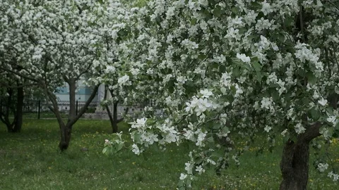 Spring wind shakes Apple-tree garden Stock Footage