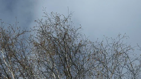 Spring wind shakes birch branches Stock Footage 107103551