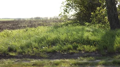 The spring wind shakes the tender grass in the field 動画素材 239973346