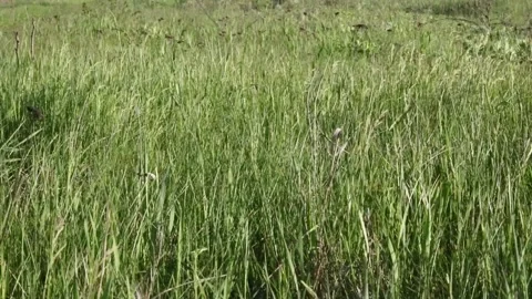 The spring wind shakes the tender grass in the field Stock Footage 239973353