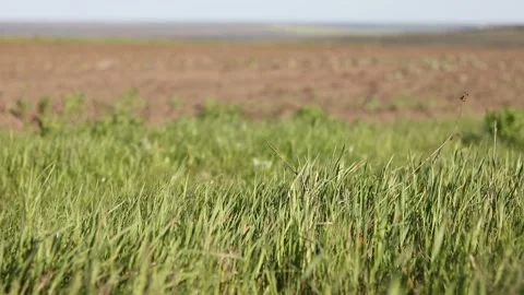 The spring wind shakes the tender grass in the field Stock Footage 239973354