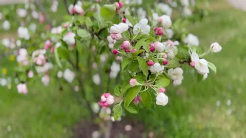 The spring wind violently shakes the blossoming branches of the apple tree. Stock Footage 245133193