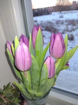 Spring on the Windowsill Stock Photos