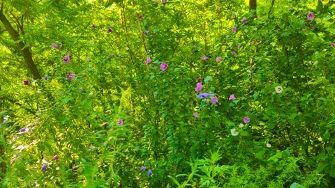 Spring Winds and Blossoms Stock Footage 296464398