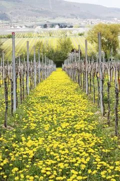 Spring in the Wingert Stock Photos