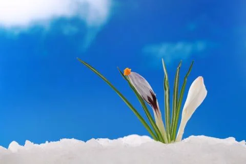 Spring winter: crocus in snow Stock Photos