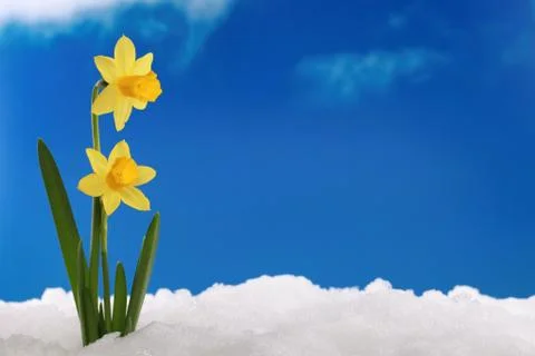 Spring winter: daffodils in snow Stock Photos