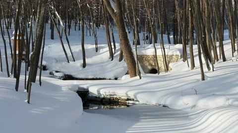 Spring in the winter forest on a Sunny day Stock Footage 123714352