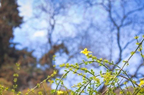 ​Spring Winter Jasmine Stems with Yellow Flowers and Blue Sky Background Fotos de archivo