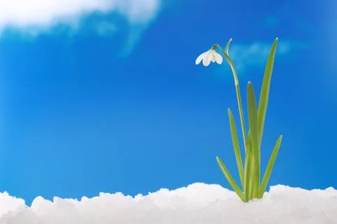 Spring winter: snowdrop in snow Stock Photos