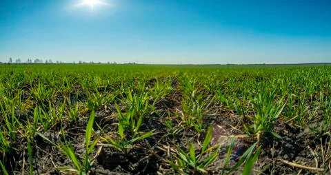 Spring, winter wheat crops, young shoots against the blue sky and the spring Foto stock