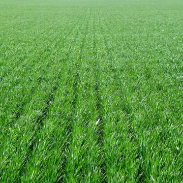 Spring winter wheat field Stock Photos