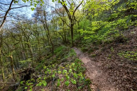 Spring wood Stock Photos