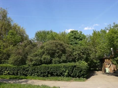 Spring wood Foto stock