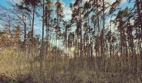Spring wood Foto stock