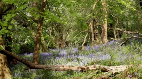 Spring woodland Vídeo Stock 10716704