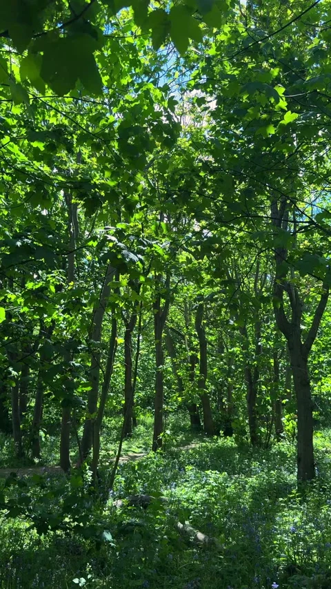 Spring woodland with sunlight. Vertical format video Stock-Footage 334723183