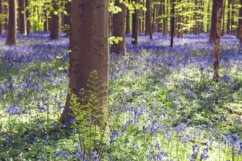 Spring in the woodlands Foto stock