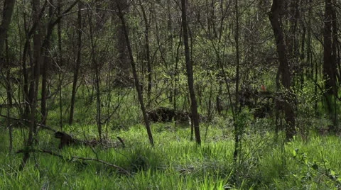 Spring woods Stock Footage 22935380