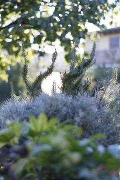 Spring in the woods Foto stock