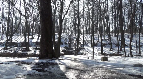 Spring in the woods start melting snow, birds singing Stock Footage 36036365